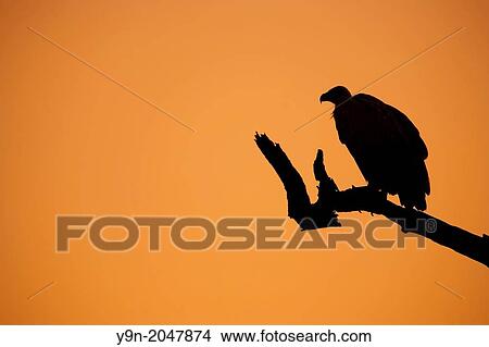 Picture - Cape Vulture Gyps Coprotheres Kruger NP South Africa.. Fotosearch