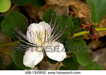 Stock Image - Caper blossom, Es Pujol Migjorn Llucmajor Mallorca Balearic Islands, Spain. Fotosearch