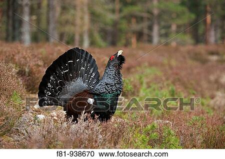 Stock Image - Capercaillie Tetrao urogallus adult male displaying in pine forest Cairngorms National Park April 2009. Fotosearch