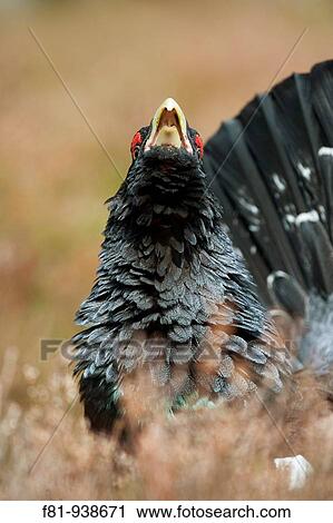 Capercaillie Tetrao urogallus adult male displaying in pine forest Cairngorms National Park April 2009 View Large Photo Image Stock Image - Capercaillie Tetrao urogallus adult male displaying in pine forest Cairngorms National Park April 2009. Fotosearch
