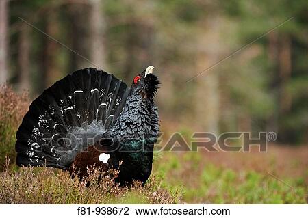 Capercaillie Tetrao urogallus adult male displaying in pine forest Cairngorms National Park April 2009 View Large Photo Image Stock Image - Capercaillie Tetrao urogallus adult male displaying in pine forest Cairngorms National Park April 2009. Fotosearch