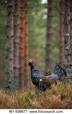 Capercaillie Tetrao urogallus adult male displaying in pine forest Cairngorms National Park April 2009 View Large Photo Image Stock Photo - Capercaillie Tetrao urogallus adult male displaying in pine forest Cairngorms National Park April 2009. Fotosearch