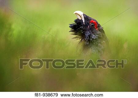 Capercaillie Tetrao urogallus adult male in pine forest Cairngorms National Park April 2009 View Large Photo Image Stock Photo - Capercaillie Tetrao urogallus adult male in pine forest Cairngorms National Park April 2009. Fotosearch