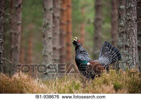 Stock Photograph - Capercaillie Tetrao urogallus adult male displaying in pine forest Cairngorms National Park April 2009. Fotosearch
