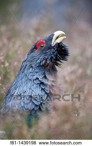 Stock Photo - Capercaillie Tetrao urogallus close-up of adult male displaying in pine forest Cairngorms National Park, Scotland April 2009. Fotosearch