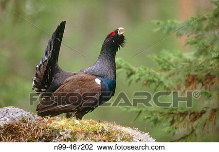 Capercaillie (Tetrao urogallus) displaying. Spring. Pine forest near Oulo. Finland. View Large Photo Image Stock Image - Capercaillie (Tetrao urogallus) displaying. Spring. Pine forest near Oulo. Finland.. Fotosearch