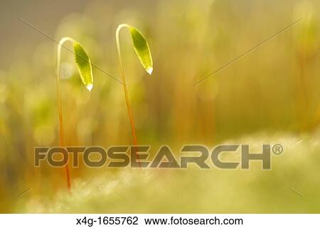 Capillary Thread-moss Bryum capillare View Large Photo Image Stock Image - Capillary Thread-moss Bryum capillare. Fotosearch