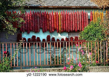 Stock Image - Capsicum annuum or chili peppers drying to make Hungarian paprika - Kalocsa Hungary. Fotosearch