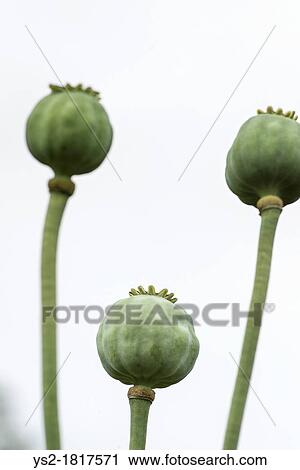 Capsules of poppy flower viewed from below View Large Photo Image Stock Image - Capsules of poppy flower viewed from below. Fotosearch