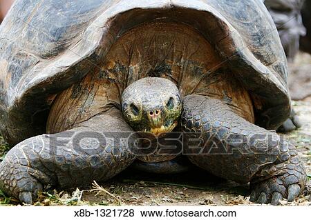 Captive Galapagos giant tortoise Geochelone elephantopus head on at the Charles Darwin Research Station on Santa Cruz Island in the Galapagos Island Group, Ecuador View Large Photo Image Stock Photo - Captive Galapagos giant tortoise Geochelone elephantopus head on at the Charles Darwin Research Station on Santa Cruz Island in the Galapagos Island Group, Ecuador. Fotosearch