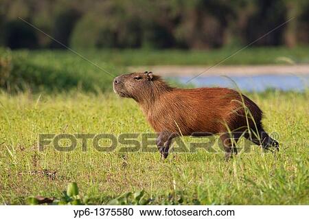 Capybara Hydrochoerus hydrochaeris in evening light, Pantanal, Brazil View Large Photo Image Stock Image - Capybara Hydrochoerus hydrochaeris in evening light, Pantanal, Brazil. Fotosearch