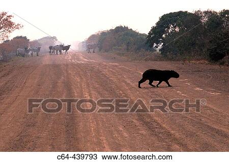 Capybara (Hydrochoerus hydrochaeris) crossing a road. Moxos plains. Amazonia. Bolivia View Large Photo Image Stock Image - Capybara (Hydrochoerus hydrochaeris) crossing a road. Moxos plains. Amazonia. Bolivia. Fotosearch