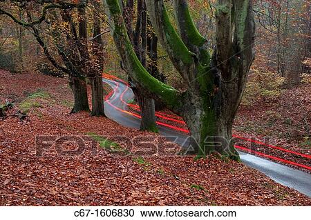 Stock Image - Car driving through Beeches at the Lions Mouth lane Felbrigg Norfolk UK Early November. Fotosearch