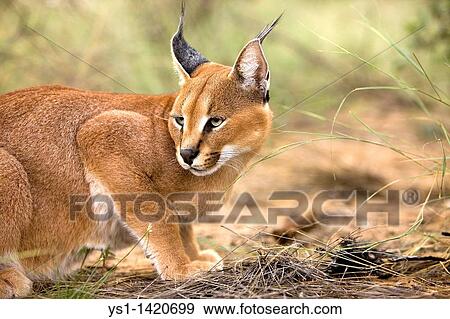 Stock Photo - CARACAL caracal caracal, ADULT, NAMIBIA. Fotosearch