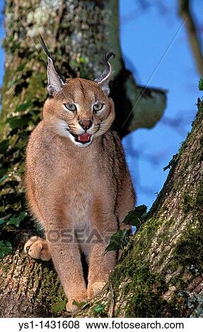 Stock Photo - CARACAL caracal caracal, ADULT STANDING ON BRANCH. Fotosearch
