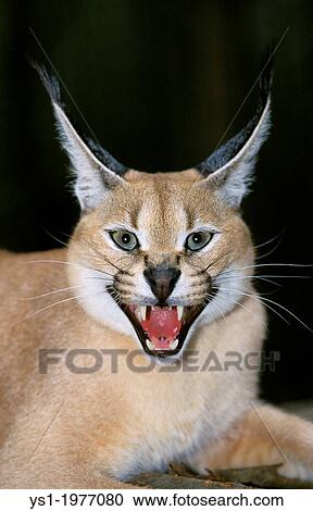 Caracal, caracal caracal, Adult snarling. View Large Photo Image Stock Image - Caracal, caracal caracal, Adult snarling.. Fotosearch
