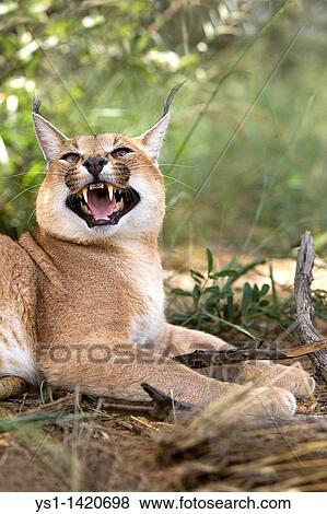 CARACAL caracal caracal, ADULT GROWLING, NAMIBIA View Large Photo Image Stock Photo - CARACAL caracal caracal, ADULT GROWLING, NAMIBIA. Fotosearch