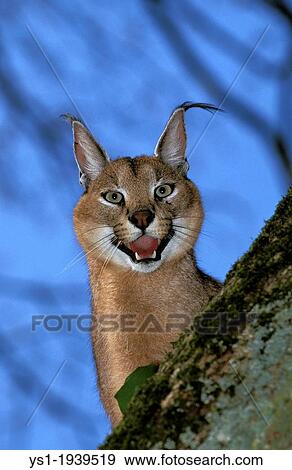 Stock Photo - Caracal, caracal caracal, Adult snarling.. Fotosearch