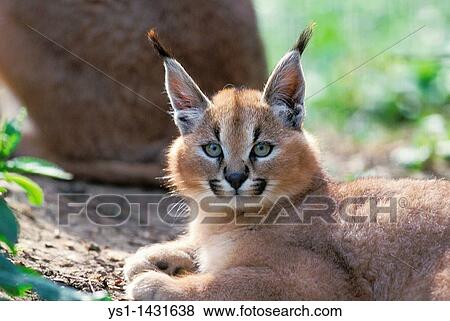 CARACAL caracal caracal, PORTRAIT OF CUB View Large Photo Image Stock Photo - CARACAL caracal caracal, PORTRAIT OF CUB. Fotosearch