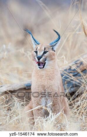 Picture - Caracal Caracal caracal sitting in dry grass Greater Kruger Park, South Africa.. Fotosearch