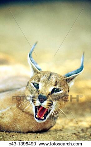 Caracal Caracal caracal - Yawning Tsaobis Leopard Nature Park, Namibia View Large Photo Image Stock Image - Caracal Caracal caracal - Yawning Tsaobis Leopard Nature Park, Namibia. Fotosearch