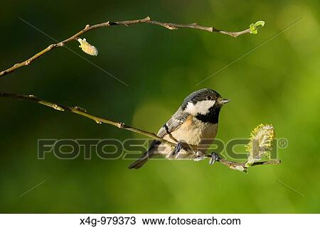 Stock Image - Carbonero garrapinos, Coal tit, Parus ater, Pontevedra, Espaa. Fotosearch