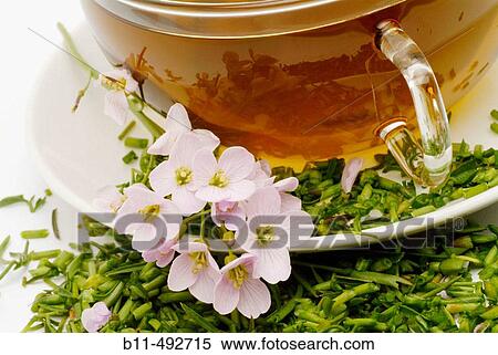 Cardamine pratense, cuckoo flower. View Large Photo Image Stock Photography - Cardamine pratense, cuckoo flower.. Fotosearch