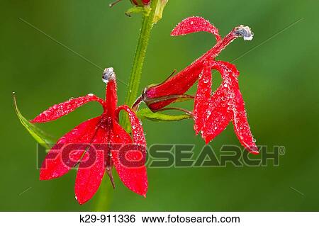 Cardinal flower (Lobelia cardinalis) Blossom with dew View Large Photo Image Stock Photograph - Cardinal flower (Lobelia cardinalis) Blossom with dew. Fotosearch
