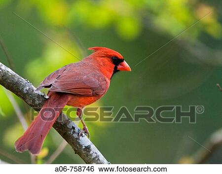 Cardinal View Large Photo Image Stock Photograph - Cardinal. Fotosearch