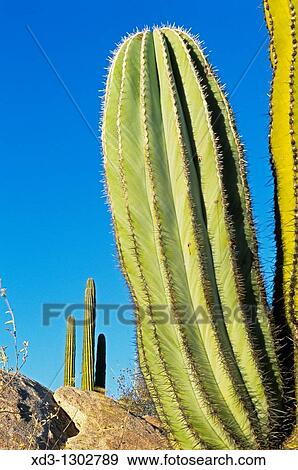 Cardon Cactus (Pachycereus pringlei), Catavina Boulder Field, Central Desert, Baja California, Mexico. View Large Photo Image Stock Photo - Cardon Cactus (Pachycereus pringlei), Catavina Boulder Field, Central Desert, Baja California, Mexico.. Fotosearch