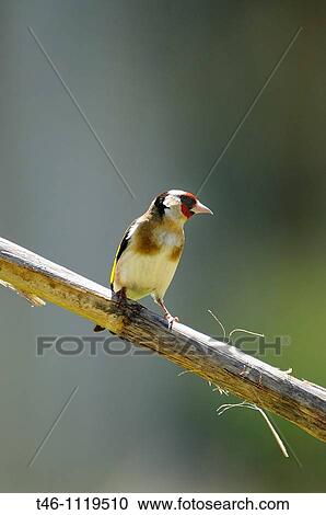 Stock Image - Carduelis carduelis Goldfinch. Fotosearch