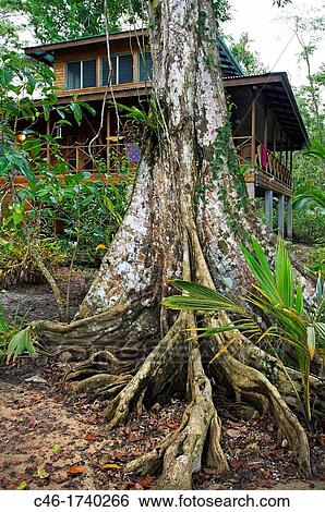 Carenero island, Bocas del Toro province, Caribbean sea, Panama. View Large Photo Image Stock Photograph - Carenero island, Bocas del Toro province, Caribbean sea, Panama.. Fotosearch