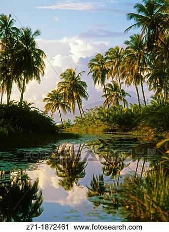 Caribbean, Nevis, Nelson Spring, View Large Photo Image Stock Image - Caribbean, Nevis, Nelson Spring,. Fotosearch