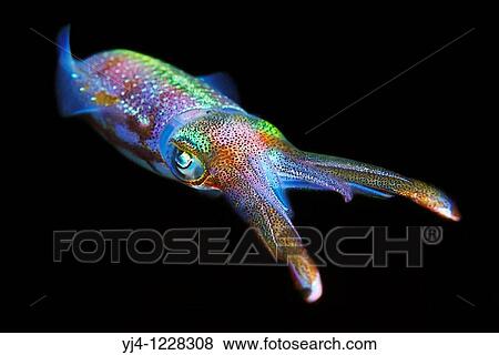 Caribbean reef squid, Sepioteuthis sepioidea, off Key Largo, Florida Keys National Marine Sanctuary, USA, Caribbean Sea, Atlantic Ocean View Large Photo Image Stock Photo - Caribbean reef squid, Sepioteuthis sepioidea, off Key Largo, Florida Keys National Marine Sanctuary, USA, Caribbean Sea, Atlantic Ocean. Fotosearch