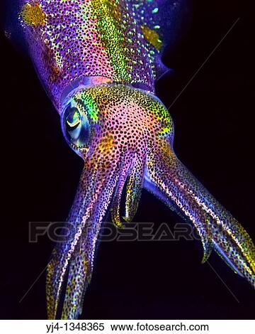 Caribbean reef squid, Sepioteuthis sepioidea, hunting at night, Key Largo, Florida Keys National Marine Sanctuary, USA, Caribbean Sea, Atlantic Ocean View Large Photo Image Stock Photography - Caribbean reef squid, Sepioteuthis sepioidea, hunting at night, Key Largo, Florida Keys National Marine Sanctuary, USA, Caribbean Sea, Atlantic Ocean. Fotosearch