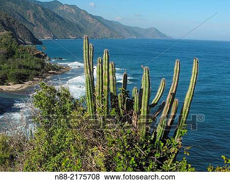 Caribbean sea Choroni Venezuela. View Large Photo Image Stock Photo - Caribbean sea Choroni Venezuela.. Fotosearch