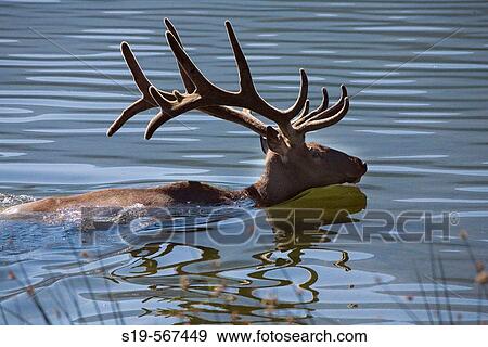 Caribou, Alberta, Canada View Large Photo Image Stock Photo - Caribou, Alberta, Canada. Fotosearch