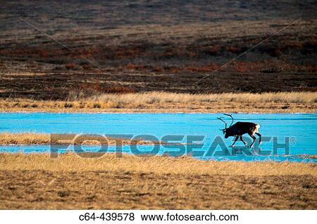Caribou (Rangifer tarandus) on frozen lake. Artic Alaska. USA View Large Photo Image Stock Photo - Caribou (Rangifer tarandus) on frozen lake. Artic Alaska. USA. Fotosearch