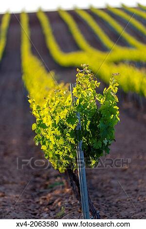 Cariena Vineyard in spring, Aragon, Spain. View Large Photo Image Stock Image - Cariena Vineyard in spring, Aragon, Spain.. Fotosearch