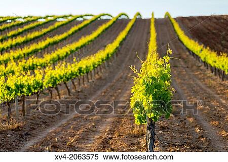 Cariena Vineyard in spring, Aragon, Spain. View Large Photo Image Stock Photography - Cariena Vineyard in spring, Aragon, Spain.. Fotosearch