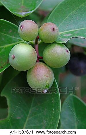 Carissa Carandas, Apocyanaceae, Ratnagiri, Maharashtra, India View Large Photo Image Stock Image - Carissa Carandas, Apocyanaceae, Ratnagiri, Maharashtra, India. Fotosearch