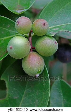 Stock Image - Carissa Carandas, Apocyanaceae, Ratnagiri, Maharashtra, India. Fotosearch
