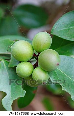 Carissa Carandas, Apocyanaceae, Ratnagiri, Maharashtra, India View Large Photo Image Stock Photo - Carissa Carandas, Apocyanaceae, Ratnagiri, Maharashtra, India. Fotosearch