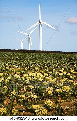 Carland Cross Windfarm. Cornwall. England. UK. View Large Photo Image Stock Image - Carland Cross Windfarm. Cornwall. England. UK.. Fotosearch