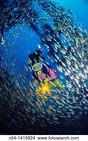 Carnatic, diving in Red Sea, Hurghada, Egypt View Large Photo Image Picture - Carnatic, diving in Red Sea, Hurghada, Egypt. Fotosearch