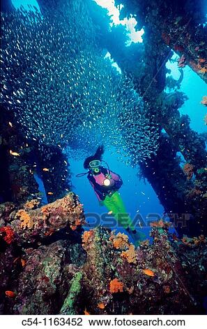 Carnatic, diving in Red Sea, Hurghada, Egypt View Large Photo Image Stock Image - Carnatic, diving in Red Sea, Hurghada, Egypt. Fotosearch