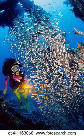 Carnatic, diving in Red Sea, Hurghada, Egypt View Large Photo Image Stock Photo - Carnatic, diving in Red Sea, Hurghada, Egypt. Fotosearch