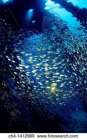 Carnatic, diving in Red Sea, Hurghada, Egypt View Large Photo Image Stock Photo - Carnatic, diving in Red Sea, Hurghada, Egypt. Fotosearch