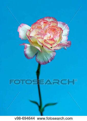 Carnation Dianthus Caryophyllaceae on light blue background View Large Photo Image Picture - Carnation Dianthus Caryophyllaceae on light blue background. Fotosearch