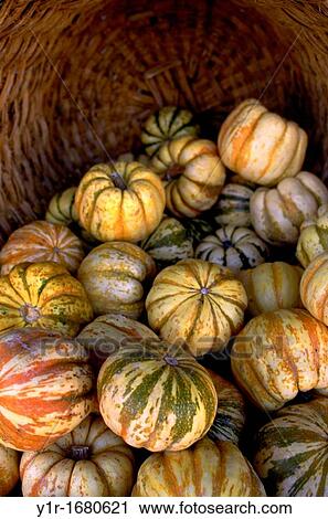 Carnival Squash in a basket View Large Photo Image Stock Image - Carnival Squash in a basket. Fotosearch